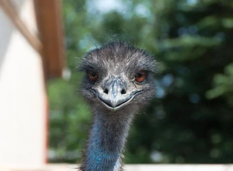 Head of an ostrich Stock-Fotos