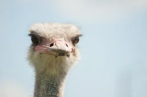 The head of an ostrich Stock Photos