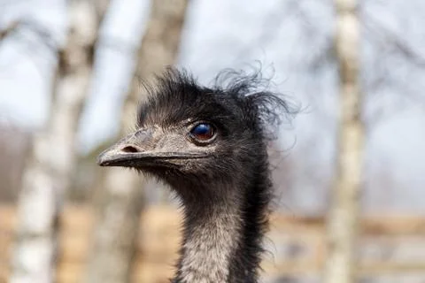 Head of an ostrich Stock Photos