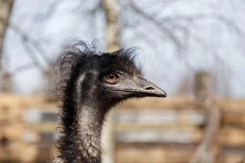 Head of an ostrich Stock Photos