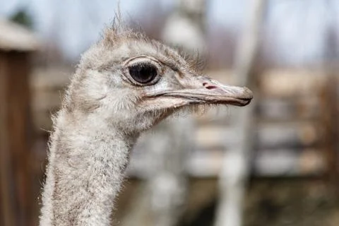Head of an ostrich Stock Photos