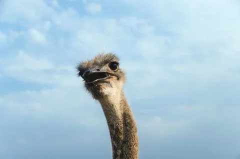 Head of an ostrich. Stock Photos