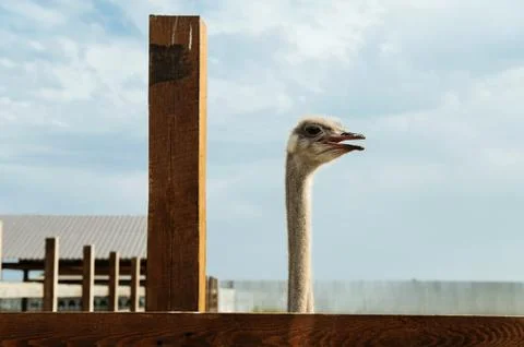 Head of an ostrich. Stock Photos