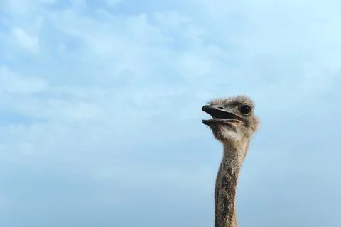 Head of an ostrich. Stock Photos