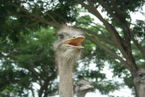 Head of ostrich. Stock Photos