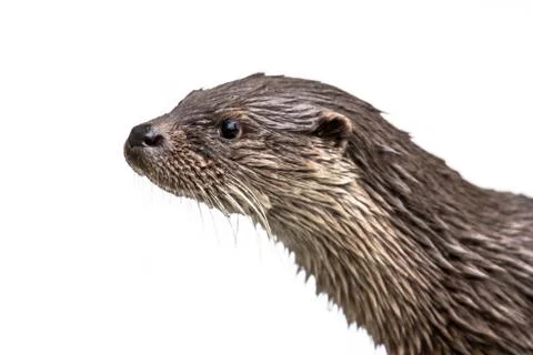 Head of Otter on white background Foto stock