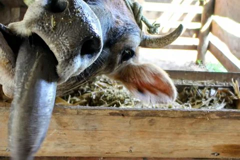 Head of an ox in the corral, tilted to the side, showing its tongue Foto stock