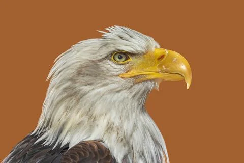 Head of a painted bald eagle on a brown light background. Stock Photos