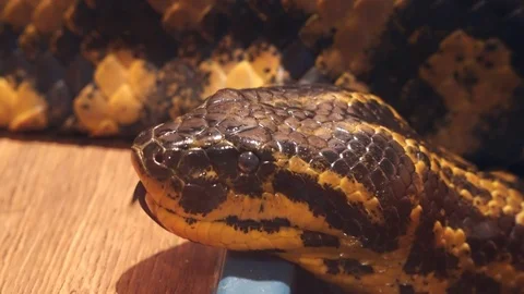 The head of the Paraguayan anaconda Stock Footage 74394080