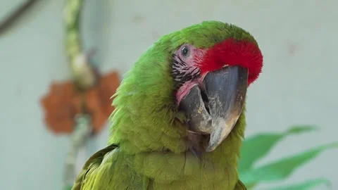 Head of parrot Stock Footage 328965686