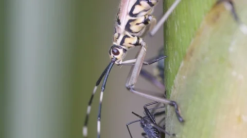 Head part of hemiptera bug sucking fluid from plant Stock Footage 91019274