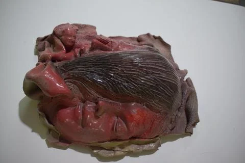 The head part of a sculptor Stock Photos