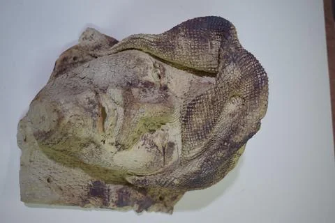 The head part of a sculptor Foto stock