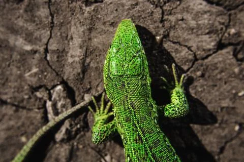 Head, part of torso and tail of iguana on dry cracked earth Stock Photos