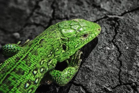 Head, part of torso and tail of iguana on dry cracked earth Stock Photos