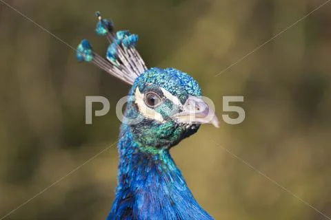 Head of a peacock, in captivity Stock Photos