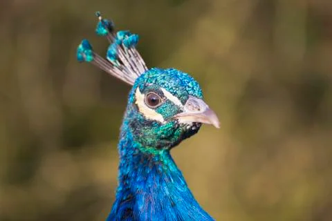 Head of a peacock, in captivity Stock Photos