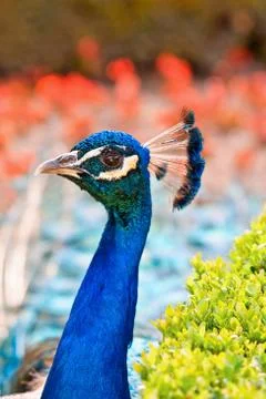 Head peacock Stock Photos