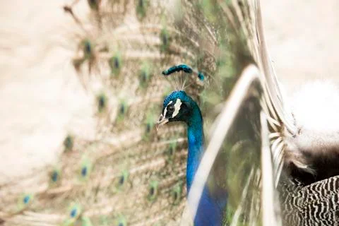 Head of a peacock Stock Photos