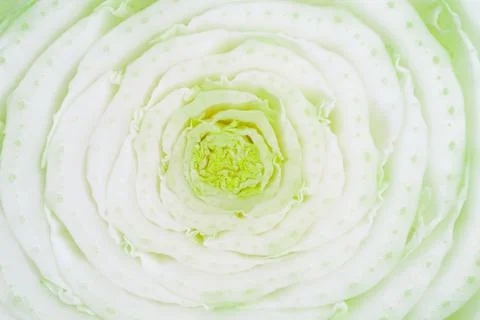 The head of Peking cabbage is cut Stock Photos