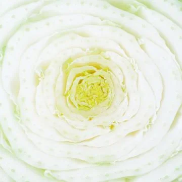 The head of Peking cabbage is cut Stock Photos