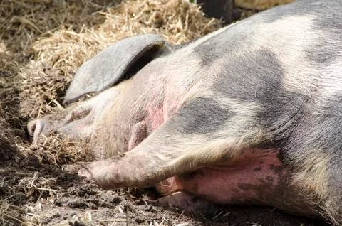 Head of a pig sleeping Stock Photos