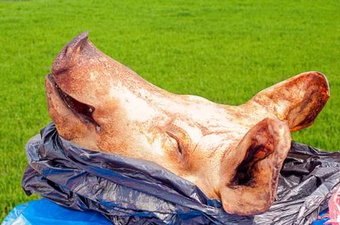 Head of a pig on a table against a background of green grass. Stock Photos
