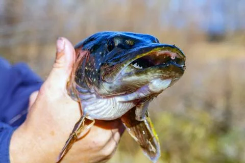 Head of the pike closeup Foto stock