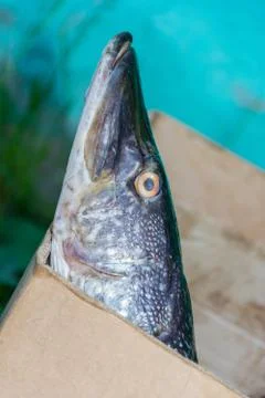 The head of a pike. Stock Photos