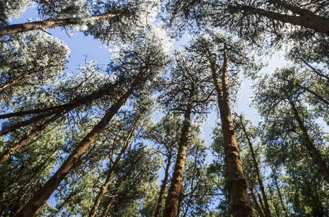 Head of the pine trees in the forest forming a beautiful texture pattern Foto stock