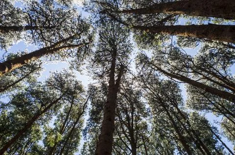 Head of the pine trees in the forest forming a beautiful texture pattern Foto stock
