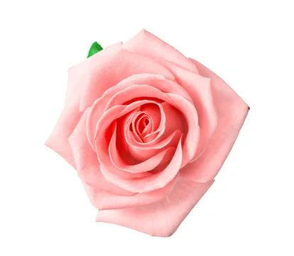 Head of pink rose Stock Photos