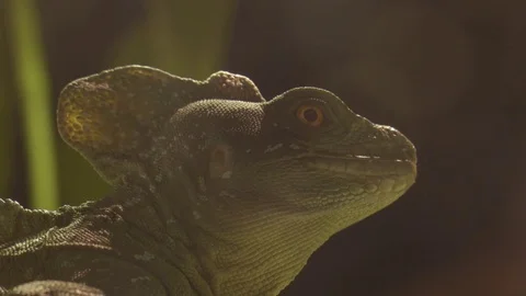 Head of Plumed Basilisk in a Terrarium Video stock 74764106