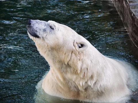 The head of the polar bear, bathing in water. 스톡 사진