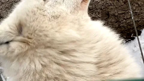 Head of a polar wolf close-up in winter in the zoo Russia Penza. vertical video Video stock 170057979