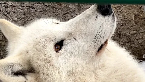 Head of a polar wolf close-up in winter in the zoo Russia Penza. vertical video Stock Footage 170058109