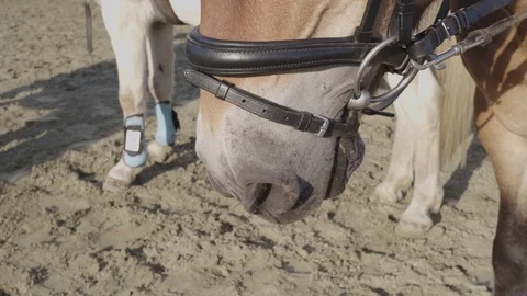 Head of a pony with halter Stock Footage 95049427