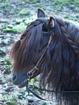The head of pony. Stock Photos