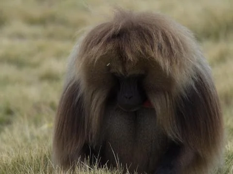 Head on portrait of Gelada Monkey (Theropithecus gelada) looking down Stock Photos