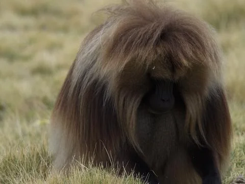 Head on portrait of Gelada Monkey (Theropithecus gelada) looking down Stock Photos