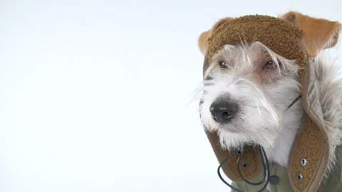 Head portrait of a Jack Russell Terrier in a pilot's suit Video stock 174835133