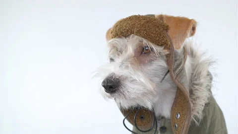 Head portrait of a Jack Russell Terrier in a pilot's suit Stock-Footage 174836834