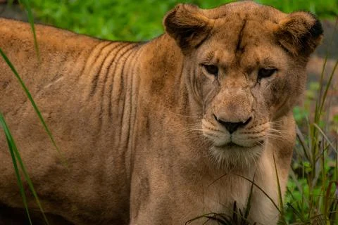 Head portrait of a lioness looking at the camera, close up with copy space Stock Photos