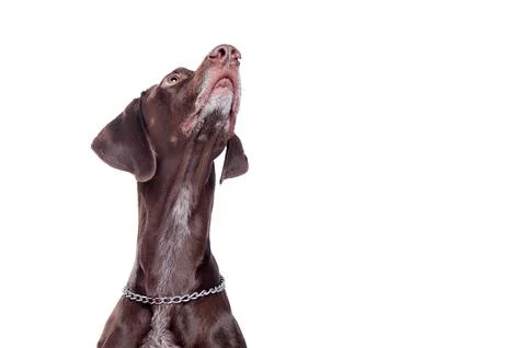 Head portrait of a pointer dog looking up to the text space area Stock Photos