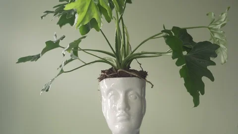 Head Pot Plant Stock Footage 103855980