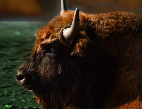 The head of a powerful and strong bull - a bison Stock Photos