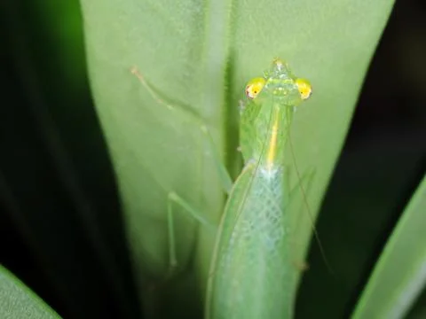 Head of Praying Mantis on Green Leaf Stock Photos
