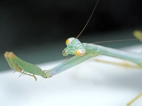 Head of Praying Mantis Isolated on Background Stock Photos