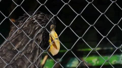  Head of a predatory eagle Haliaeetus pelagicus . Close-up Stock Footage 115023107
