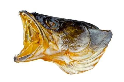 Head of predatory fish Stock Photos
